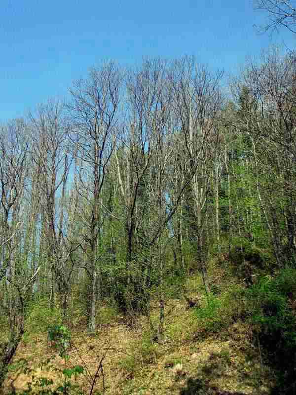  Image name: 03-castagno.jpg 
 width: 600 pixel 
 height: 800 pixel 
 Size: 49542 bytes 
 Click to enlarge 